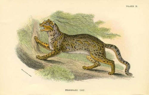 marbledcat[1].JPG